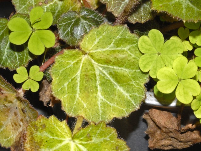 Una pianticella dallo Sri Lanka:   Saxifraga stolonifera